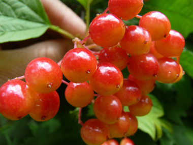 Fruits vénéneux allant progressivement du jaune au rouge et restant sur l'arbre tout l'hiver (car non mangés par les oiseaux). Agrandir dans une nouvelle fenêtre (ou onglet)